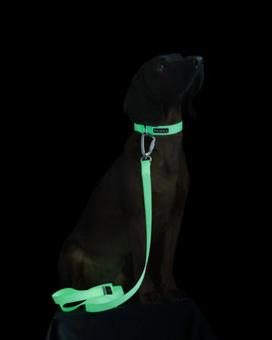 Glow Collar for Dogs