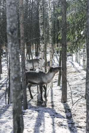 Eat Finland Book