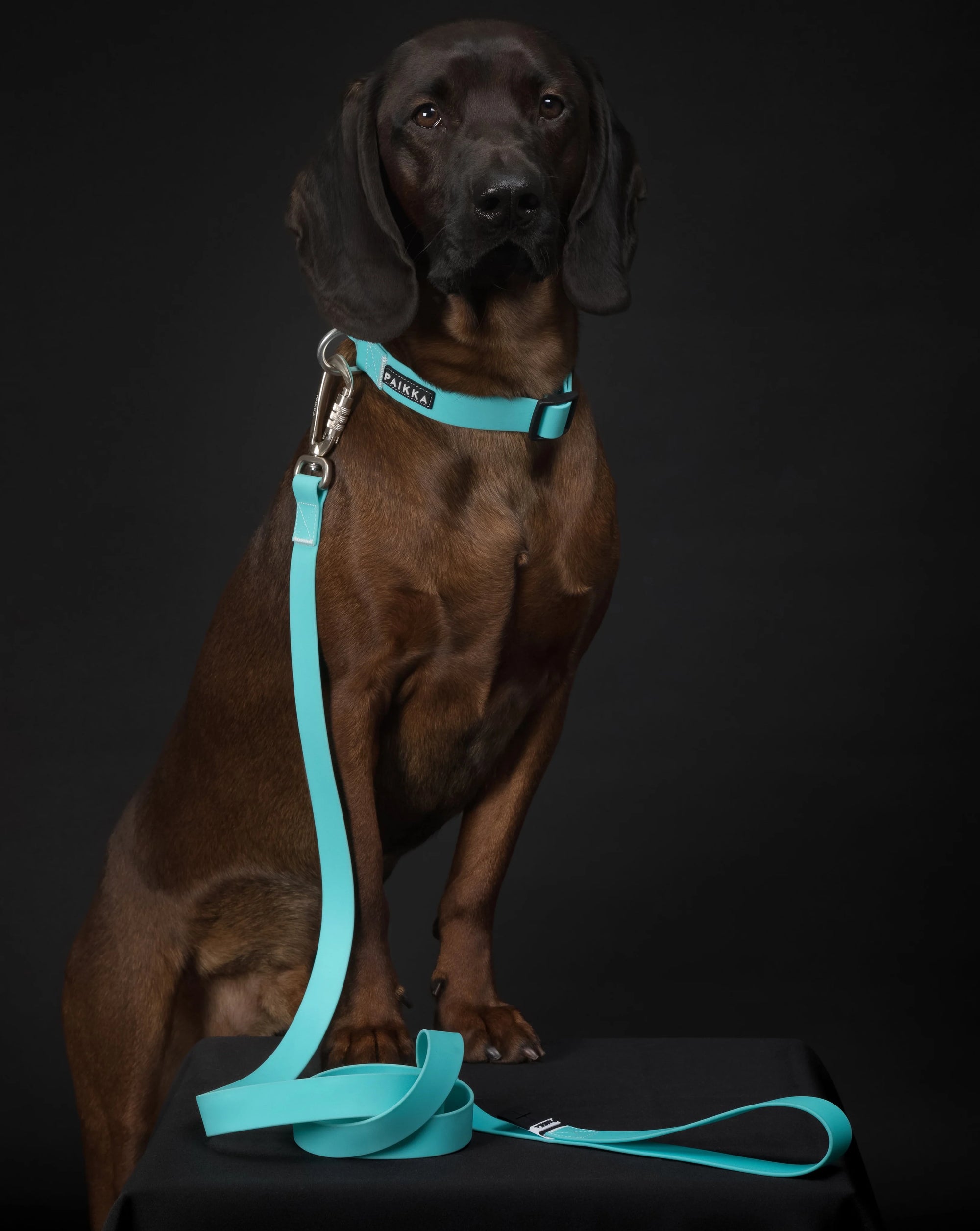 Glow Collar for Dogs