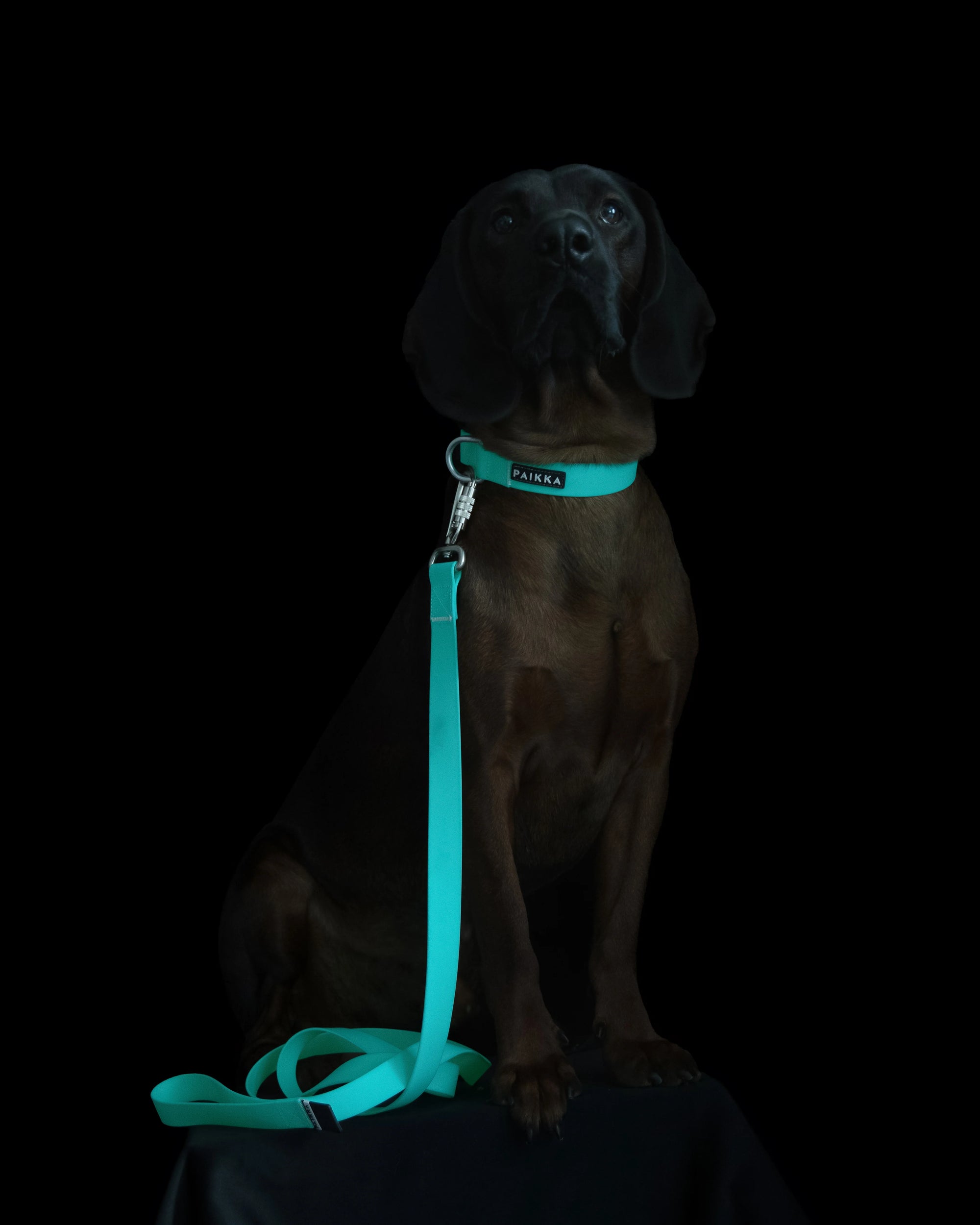 Glow Collar for Dogs