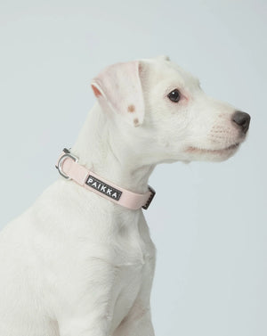 Glow Collar for Dogs