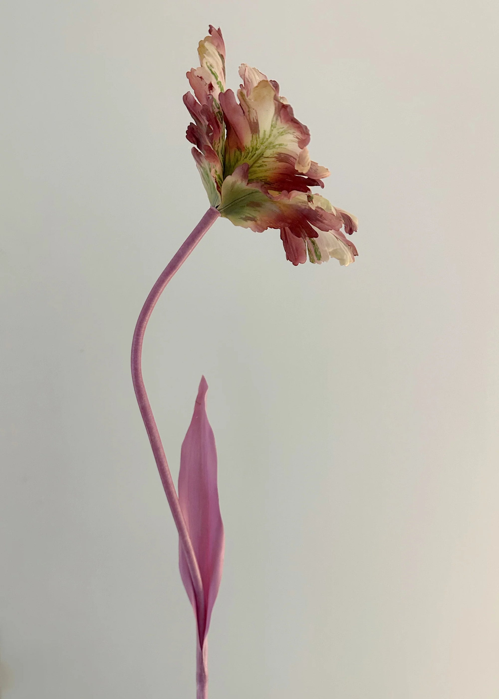 Tulip Bell Stems