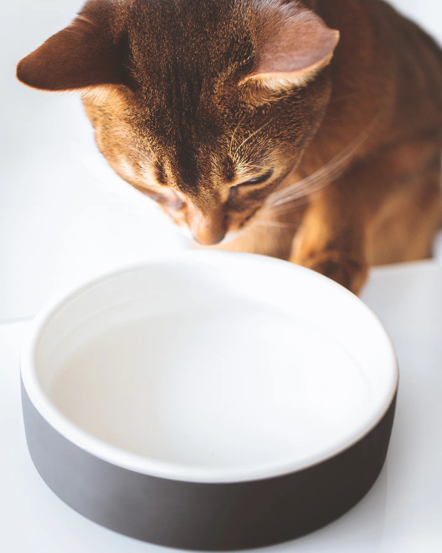 PAIKKA Medium Black Ceramic Dog Water Bowl + Reviews