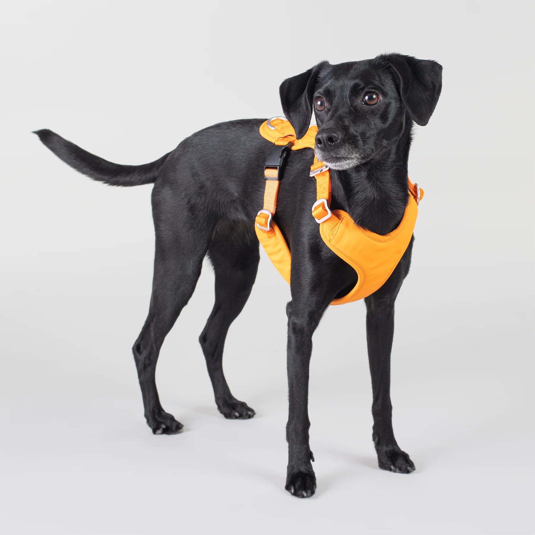 PAIKKA Visibility Harness Orange for Dogs