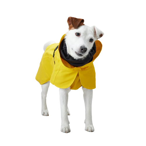Raincoat for dogs best sale petsmart