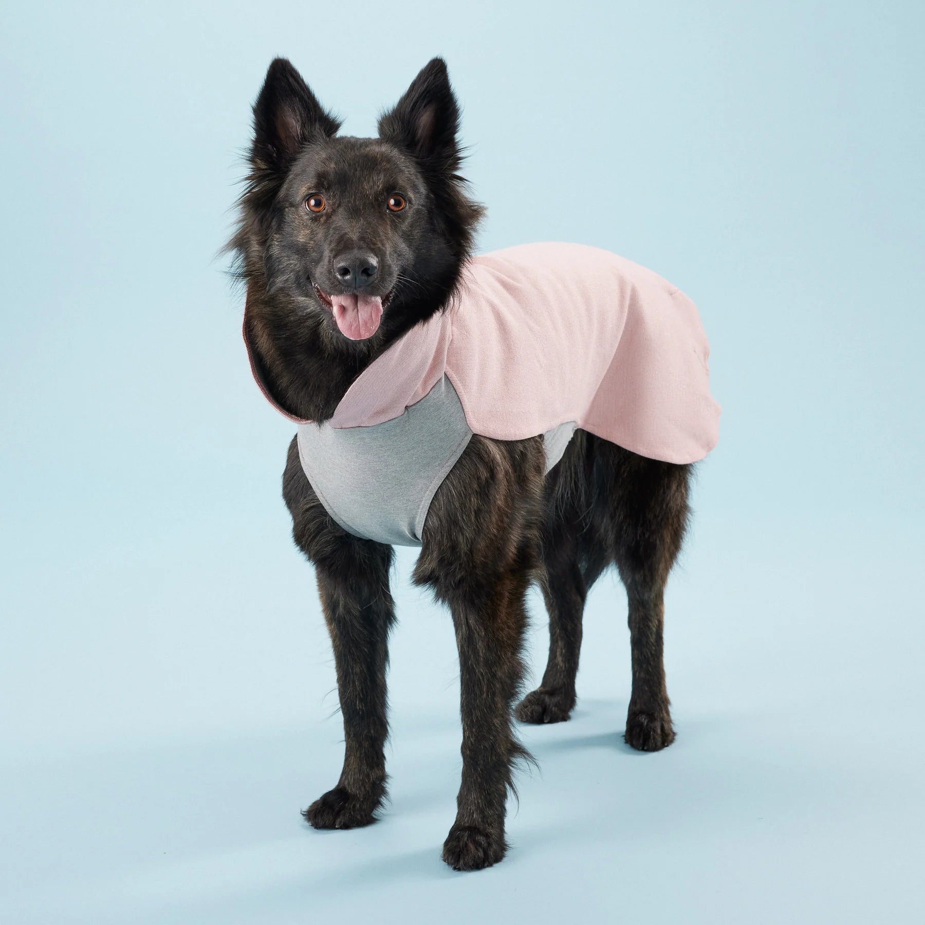 Recovery Winter Shirt for Dogs